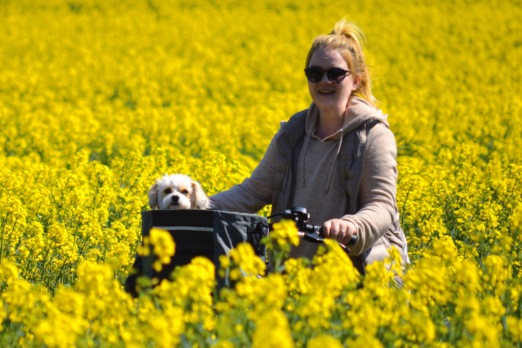 Must-Have Features in a Small Dog Bicycle Carrier