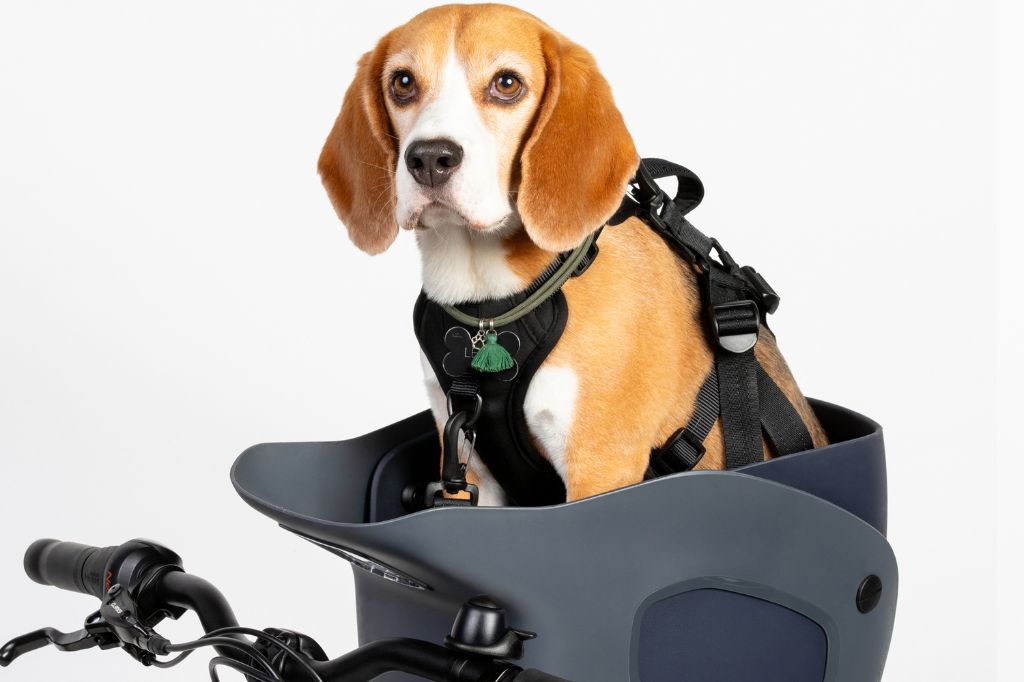 How to Make Your Dog Bike Attachment Basket More Comfortable for Longer Rides
