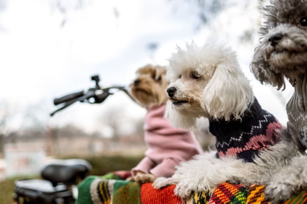 A Guide to Multi-Pet Bike Rides: Can You Carry More Than One Dog?