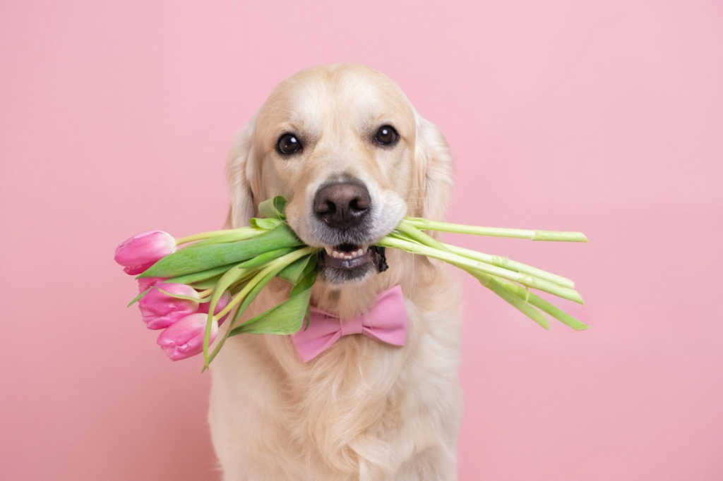 Valentine's Special: The Best Bike Rides to Take with Your Dog