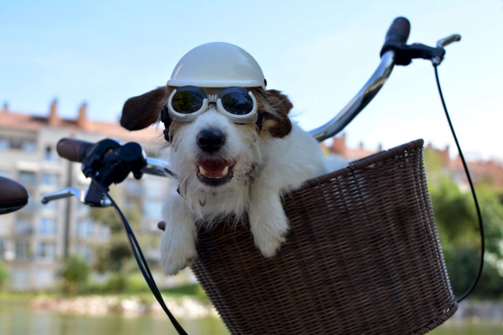 How to Introduce Your Puppy to a Bike Basket for the First Time