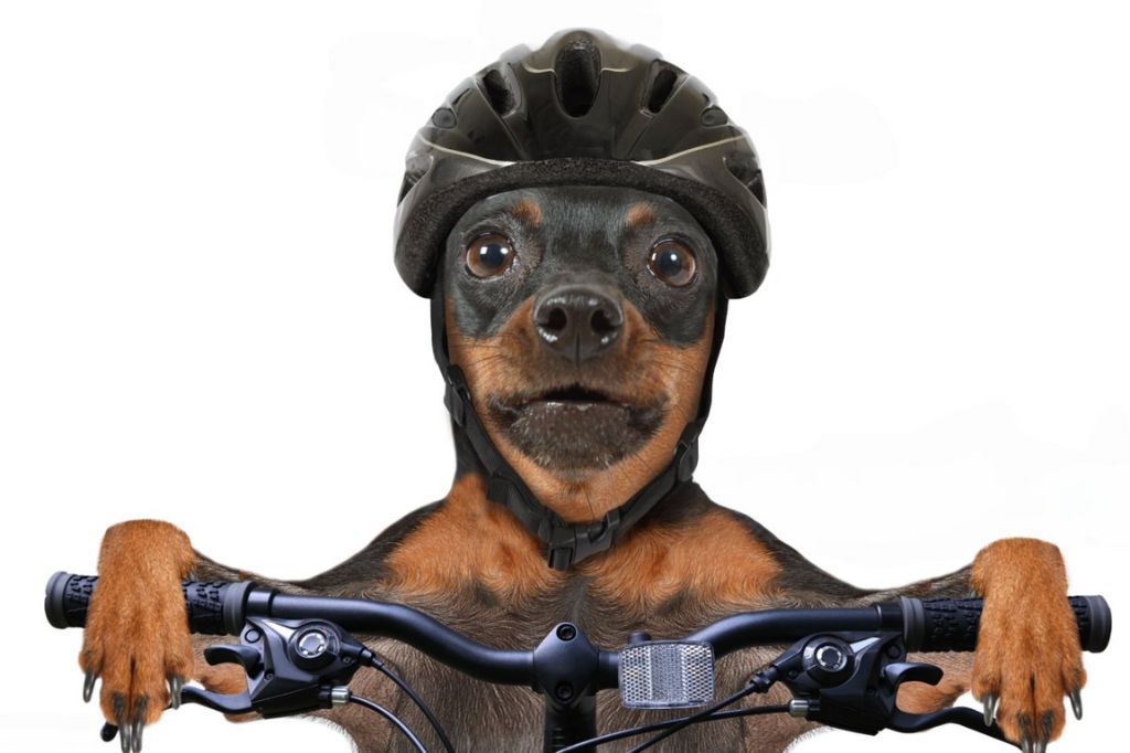 The Best Accessories to Pair with Your Dog Bike Basket