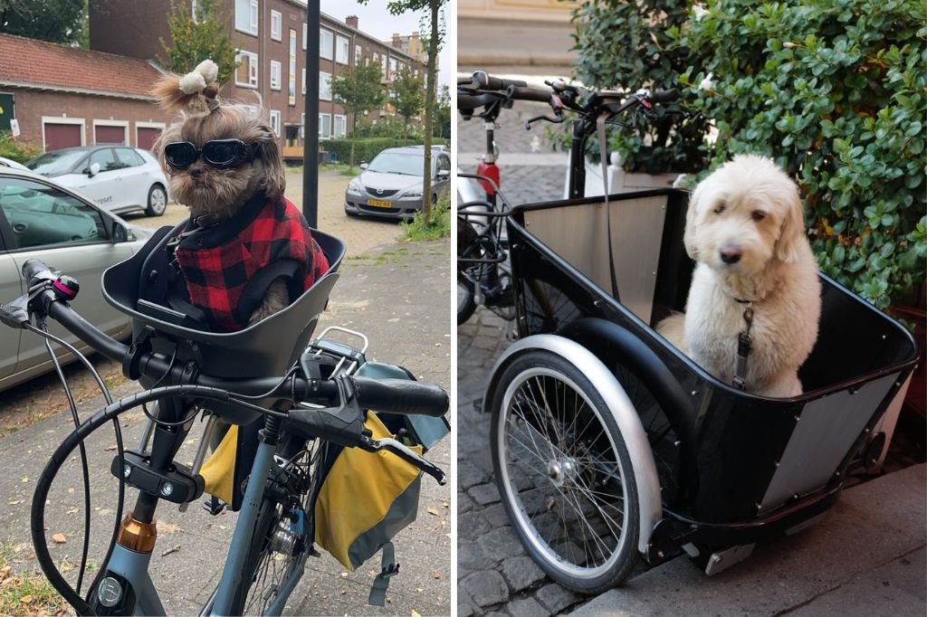 Pet Bike Baskets vs. Dog Carts for Bikes: Which One is Right for You?