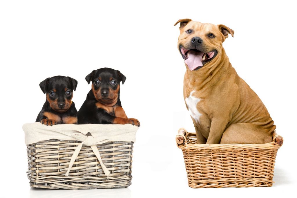 Small vs. Medium Dog Bike Baskets: How to Choose the Right Fit