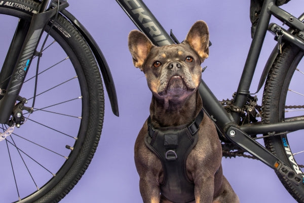 10 Redenen Waarom een Honden Carrier voor Je Fiets een Game-Changer is