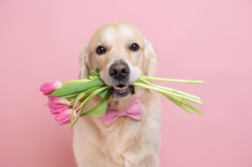 Valentijns Special: De Beste Fietsroutes om met je Hond te Rijden