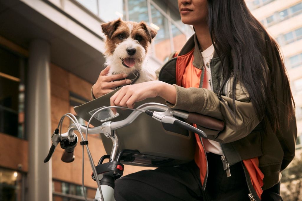 So verhindern Sie, dass Ihr Hund aus einem Fahrradkorb springt