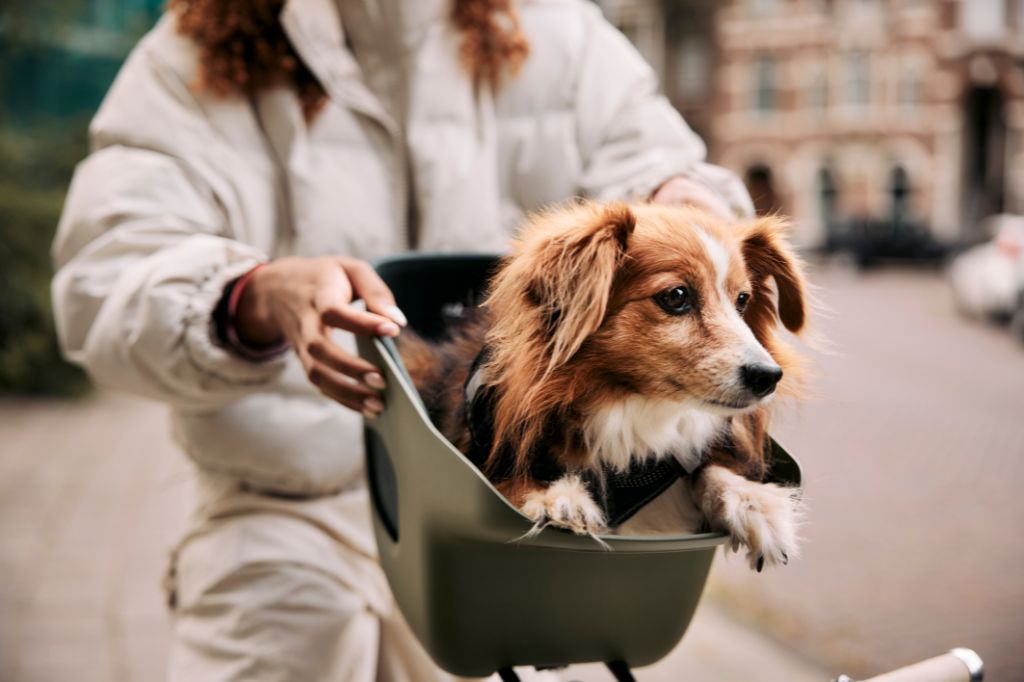 Die besten Fahrradkörbe für Hunde: Ein Einkaufsführer