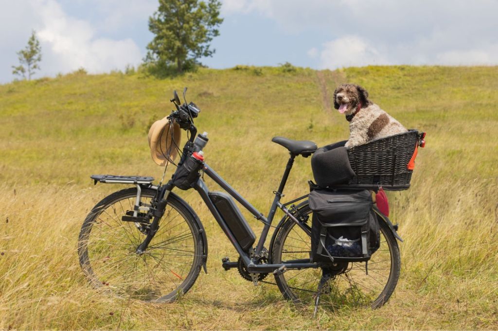 Hoe een E-Bike Fietsmand voor Honden Lange Afstanden Transformeert