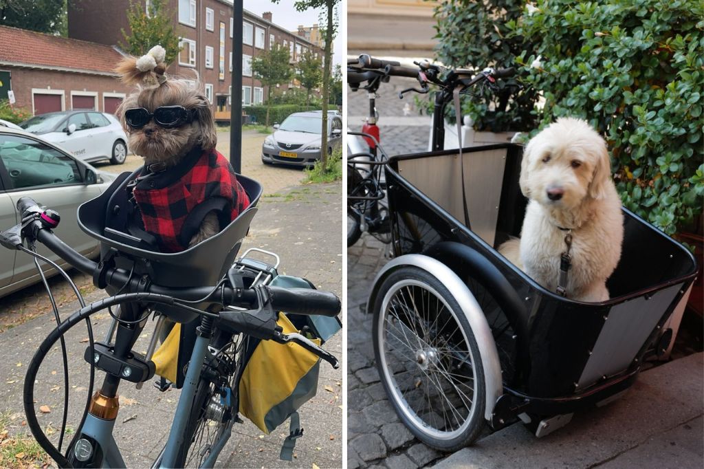 Fietsmand voor honden vs. hondenkar: Welke is de beste keuze?