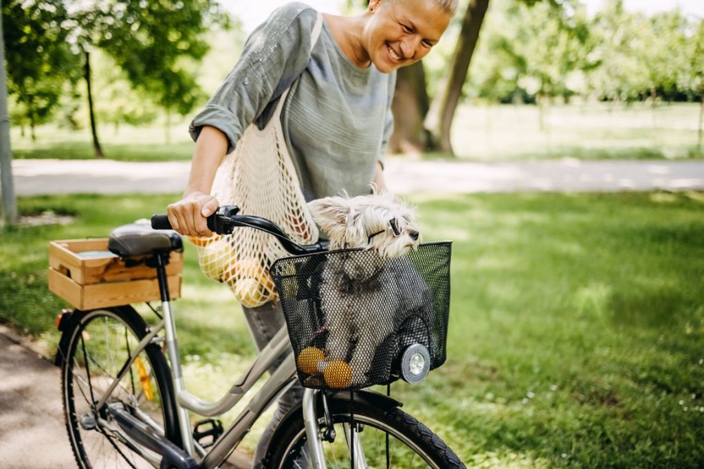 How to Train Your Dog to Ride in a Bike Basket Safely