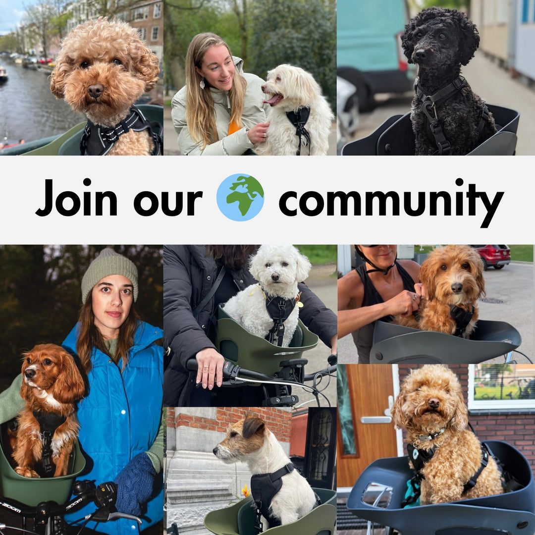 Join the global community of Kvisp drivers and their happy dogs #color_forest-green