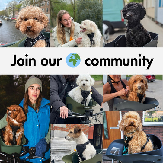 Join the global community of Kvisp drivers and their happy dogs #color_forest-green