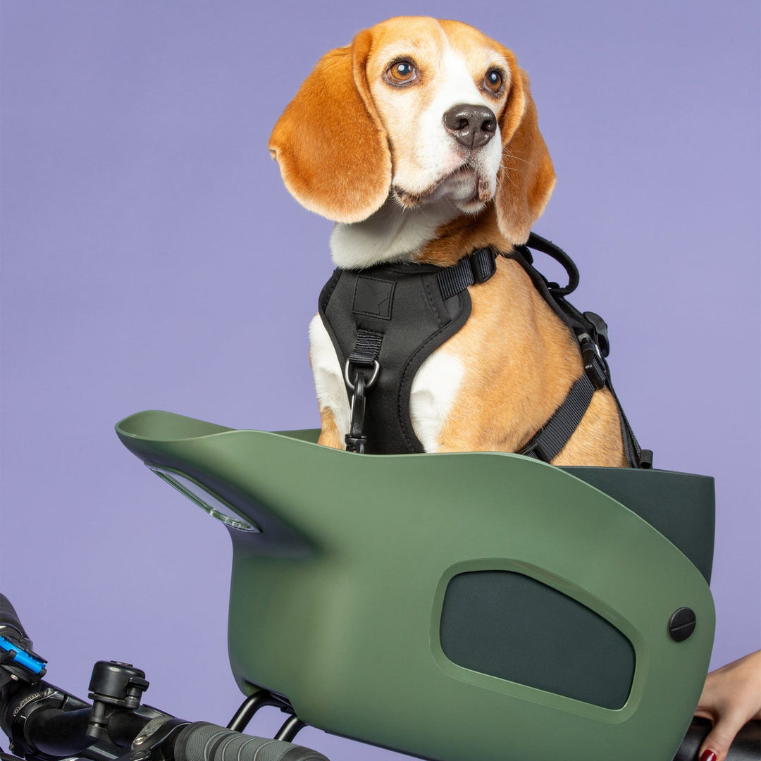 A medium sized dog biking in the Forest Green Kvisp seat strapped in with his safety harness and safety straps #color_forest-green