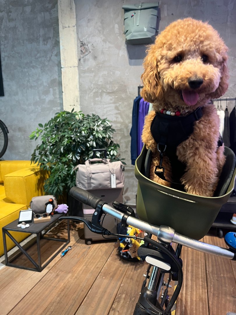 Dog in a Kvisp bike carrier for dogs in an offline dealer location