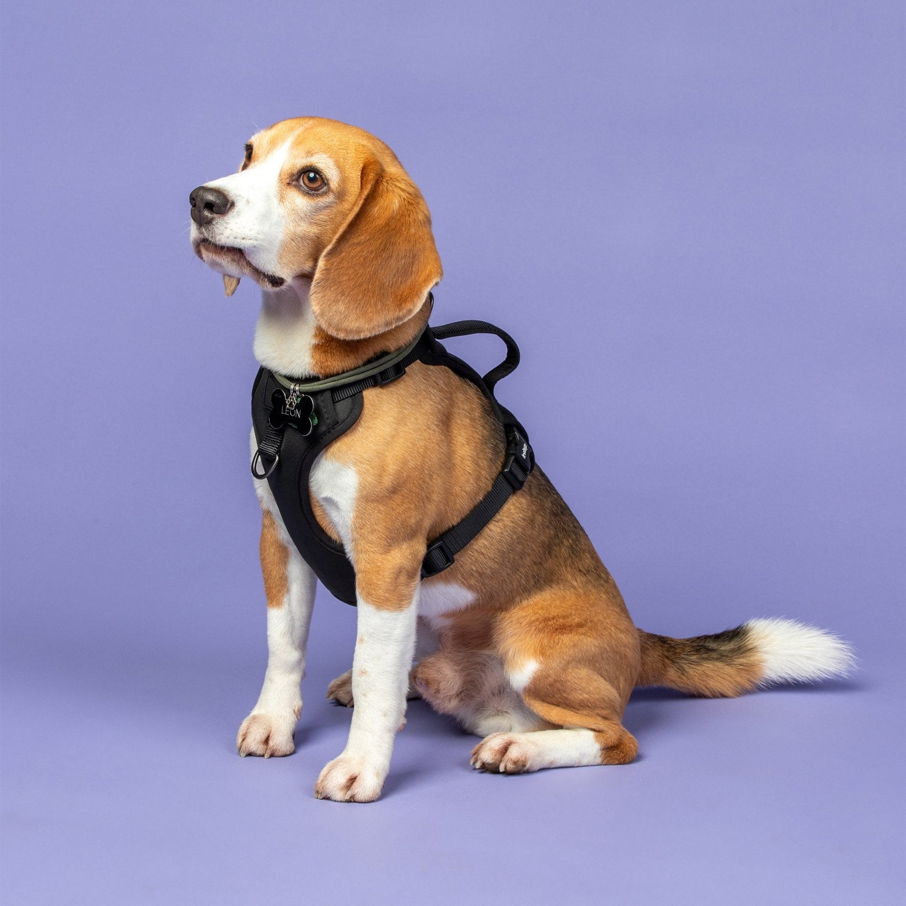 Beagle harness best sale